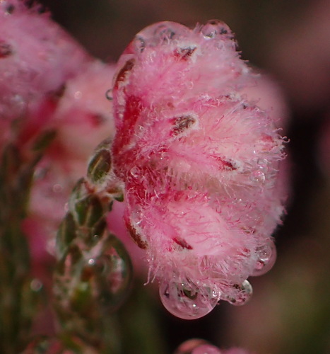 Image of Erica plumosa by (c) Nicola van Berkel, some rights reserved (CC BY-SA)