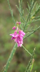 Polygala virgata virgata