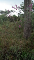 Polygala virgata virgata