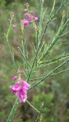 Polygala virgata virgata