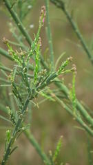 Polygala virgata virgata