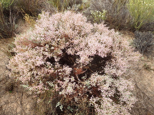 Image of Erica plumosa by (c) Nicola van Berkel, some rights reserved (CC BY-SA)