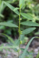 Polygala chinensis