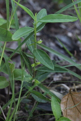 Polygala chinensis