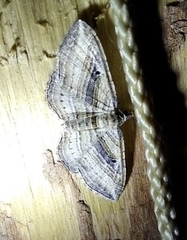 Costaconvexa polygrammata