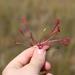 Drosera nidiformis - Photo (c) Brian du Preez, some rights reserved (CC BY-SA), uploaded by Brian du Preez