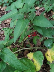 Solanum dulcamara