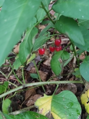 Solanum dulcamara