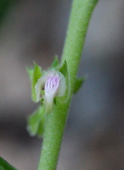 Polygala chinensis