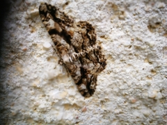 Peribatodes umbraria