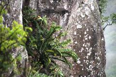 Encephalartos natalensis
