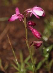 Eulophia hians hians