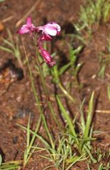 Eulophia hians hians