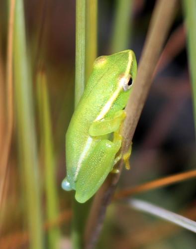 Hyperolius poweri