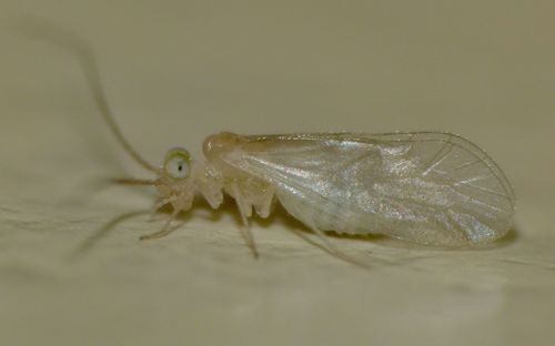 Caeciliusidae