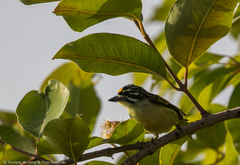 Pogoniulus chrysoconus