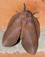 Othorene purpurascens