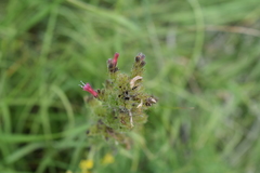 Pontechium maculatum