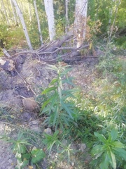 Chamaenerion angustifolium