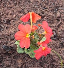 Crossandra greenstockii