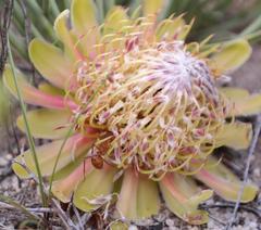 Protea revoluta