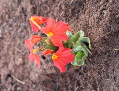 Crossandra greenstockii