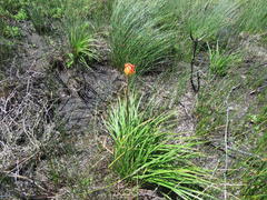Kniphofia uvaria