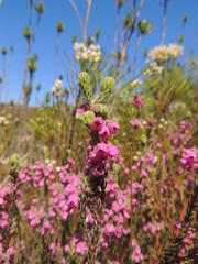 Erica amoena