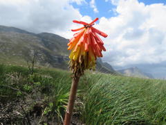 Kniphofia uvaria
