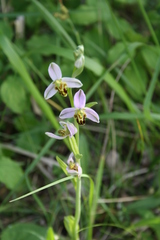 Ophrys apifera trollii
