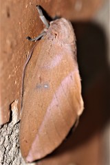 Othorene purpurascens