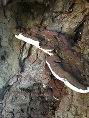 Ganoderma applanatum