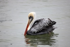 Pelecanus thagus