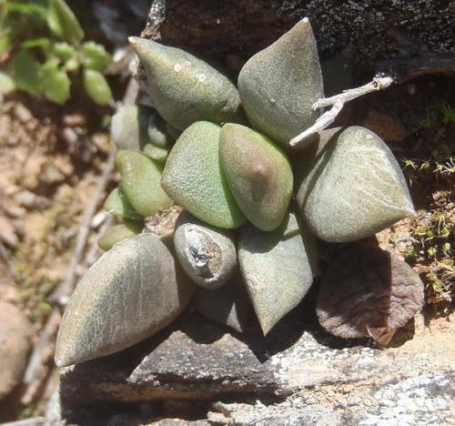 Anacampseros telephiastrum