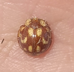 Neocalvia cayennensis