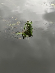 Sagittaria sagittifolia