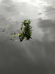 Sagittaria sagittifolia