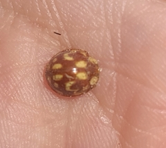 Neocalvia cayennensis