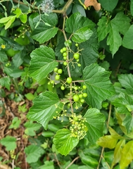 Ampelopsis glandulosa