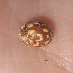 Neocalvia cayennensis