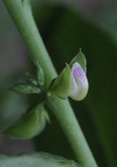 Polygala chinensis