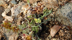 Artemisia borealis borealis