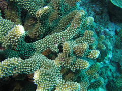 Pocillopora grandis
