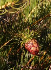 Protea witzenbergiana