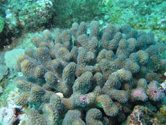 Pocillopora grandis