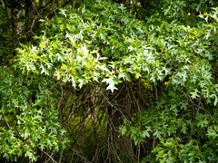 Quercus × mutabilis