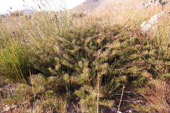 Protea witzenbergiana