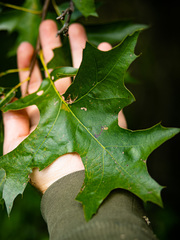 Quercus × mutabilis