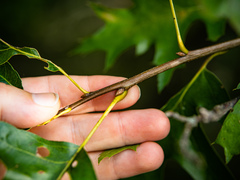 Quercus × mutabilis