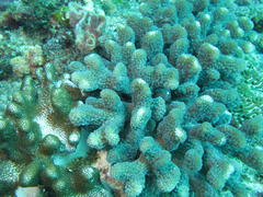 Pocillopora grandis